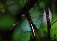 Neurocordulia molesta