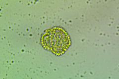 Coelosphaerium
