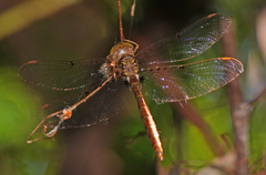 Neurocordulia molesta