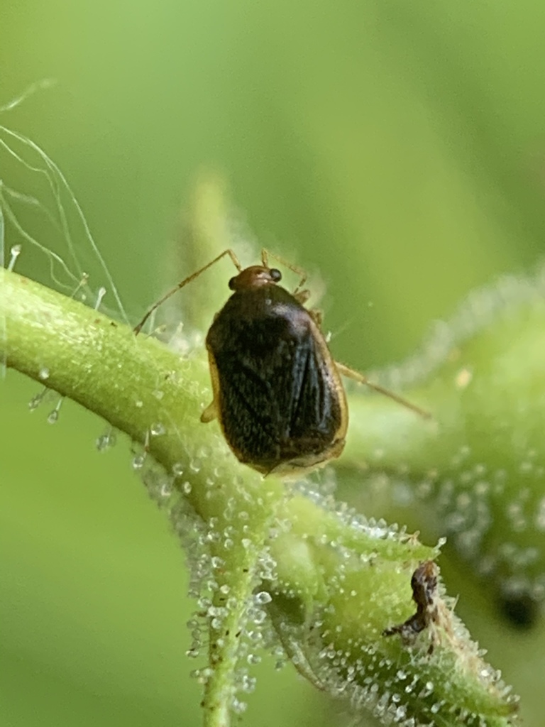 American Bracken Bug