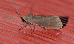 Virbia laeta