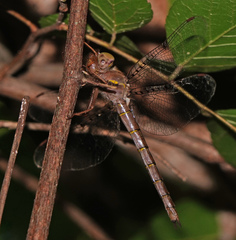 Neurocordulia molesta