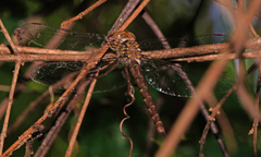 Neurocordulia molesta