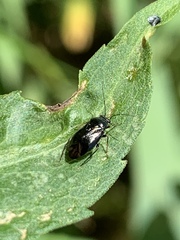 Slaterocoris