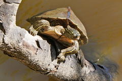 Graptemys sabinensis