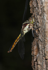 Libellula vibrans