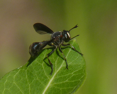 Physocephala floridana