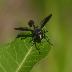 Physocephala floridana