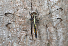 Libellula vibrans