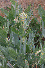 Asclepias vestita