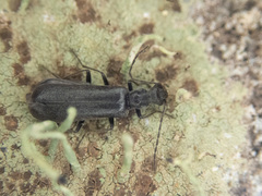 Dichelotarsus piniphilus