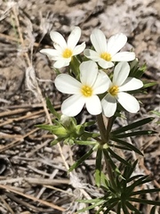 Leptosiphon pachyphyllus
