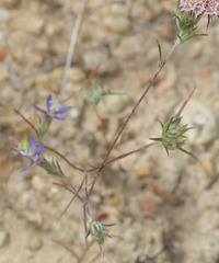 Eriastrum virgatum