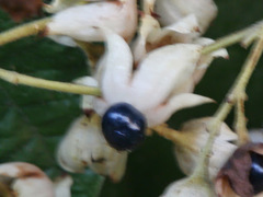 Clerodendrum villosum
