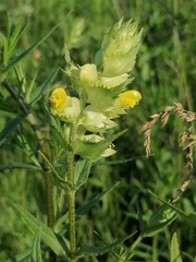 Rhinanthus serotinus