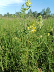Rhinanthus serotinus