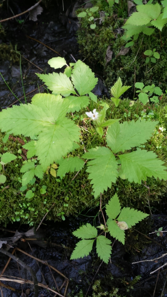 Dwarf Raspberry Stem dwarf raspberry from Whiting, VT on May 20, 2017 at 09:36 AM by Tom ...