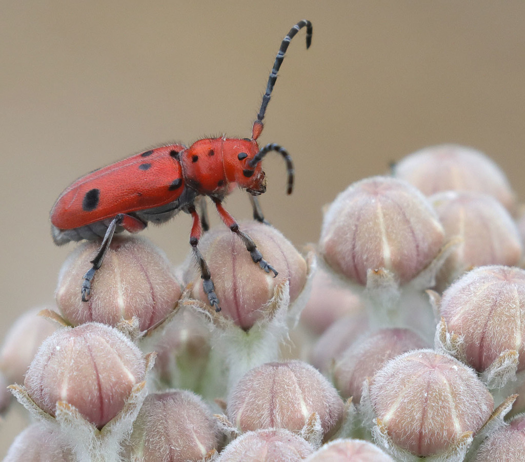 Tetraopes basalis