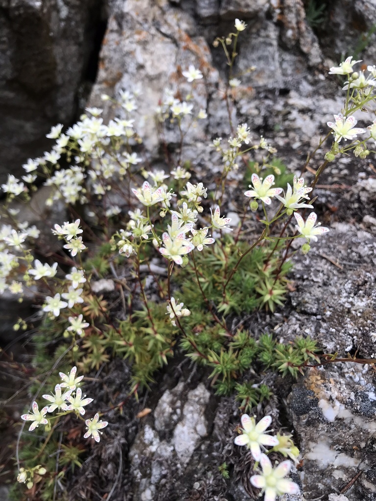 Mat Saxifrage
