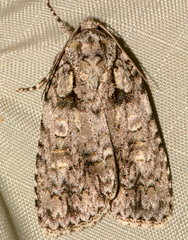 Acronicta ovata