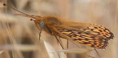 Speyeria callippe