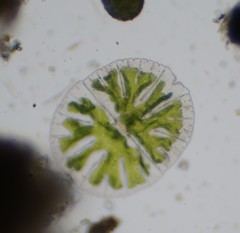 Micrasterias denticulata