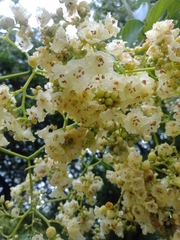 Cordia alba