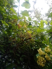 Cordia alba