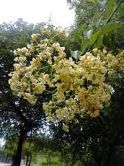 Cordia alba