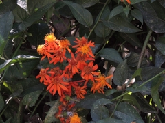 Pseudogynoxys haenkei