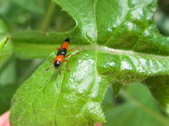 Languria trifasciata