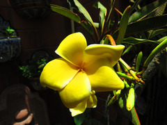 Plumeria rubra