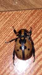 Cyclocephala mafaffa