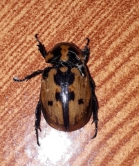 Cyclocephala mafaffa