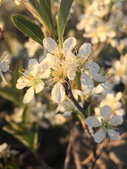Prunus pumila depressa