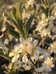 Prunus pumila depressa