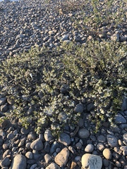 Prunus pumila depressa