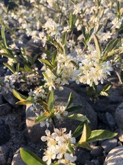 Prunus pumila depressa