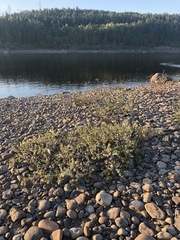 Prunus pumila depressa