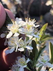 Prunus pumila depressa