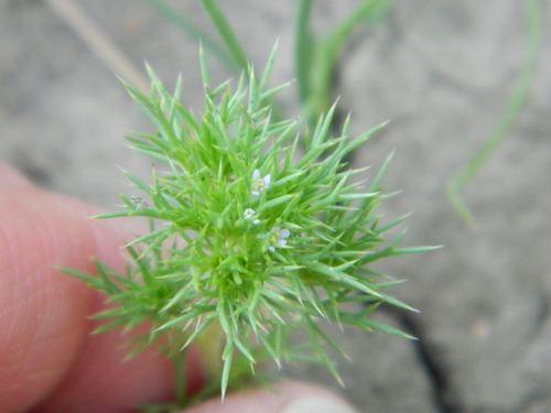 Image of Navarretia saximontana by no rights reserved