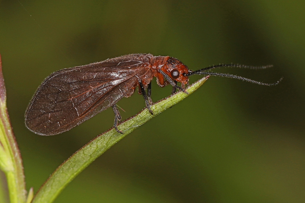 Protosialis americana
