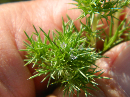 Image of Navarretia saximontana by no rights reserved