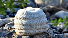 Epithelantha ilariae