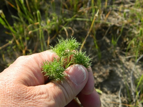 Image of Navarretia saximontana by no rights reserved