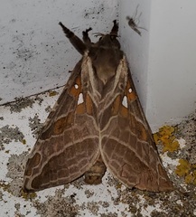 Sthenopis argenteomaculatus