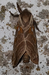 Sthenopis argenteomaculatus