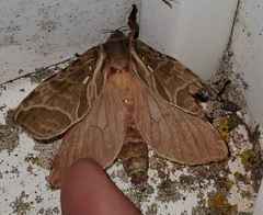 Sthenopis argenteomaculatus