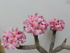 Plumeria rubra