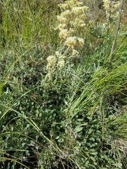 Eriogonum compositum